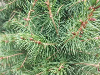 松树，常绿，树，绿色，圣诞节，针叶树