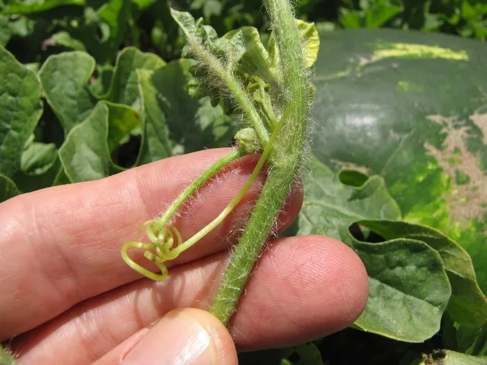 植物,手,虫子,花卉,西瓜叶子,starr-120722-9815-Citrullus_lanatus-tendril-Hawea_Pl_Olinda-Maui