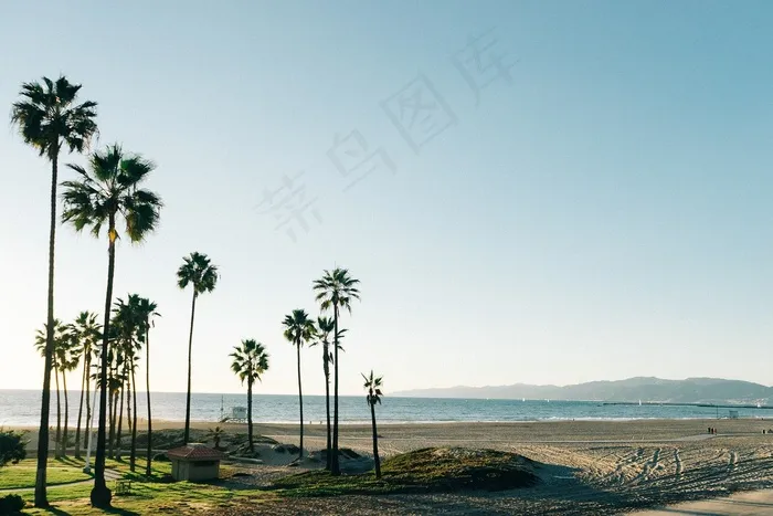 树,天空,轿车,街道,风景,沙滩棕榈树