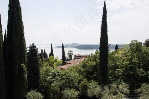 柏树，棕榈，地中海柏树