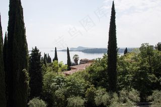 柏树，棕榈，地中海柏树