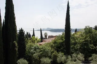 柏树，棕榈，地中海柏树