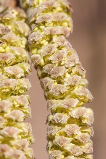 榛子，榛子，春天，Frühlingsanfang