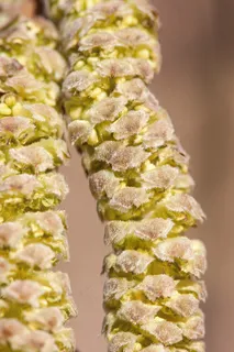 榛子，榛子，春天，Frühlingsanfang