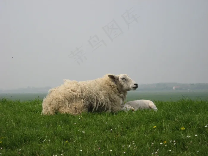 羊，羔羊，堤，西弗里西亚语，动物