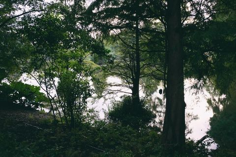 树,阳光森林,三宝树,山峦,松树林,树木和湖泊