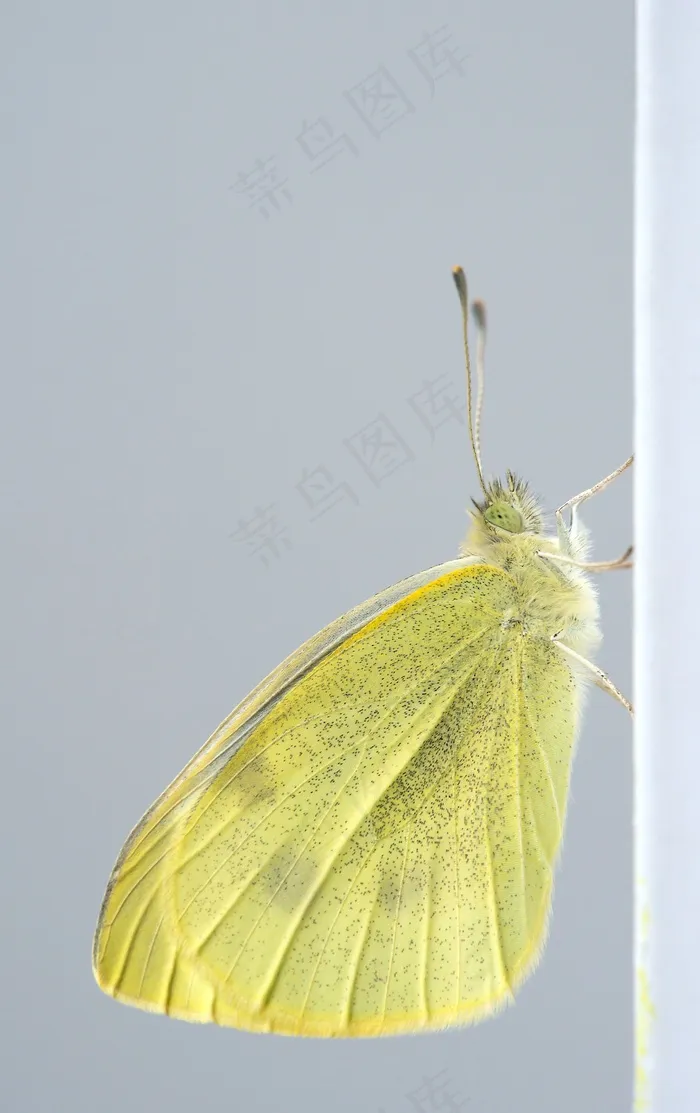 Pieris Rapae，蝴蝶，小白菜白长