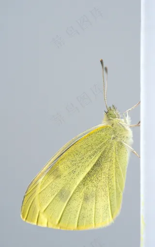 Pieris Rapae，蝴蝶，小白菜白长