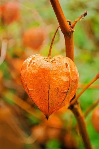 浆果，烹饪，美味，甜点，吃，食用