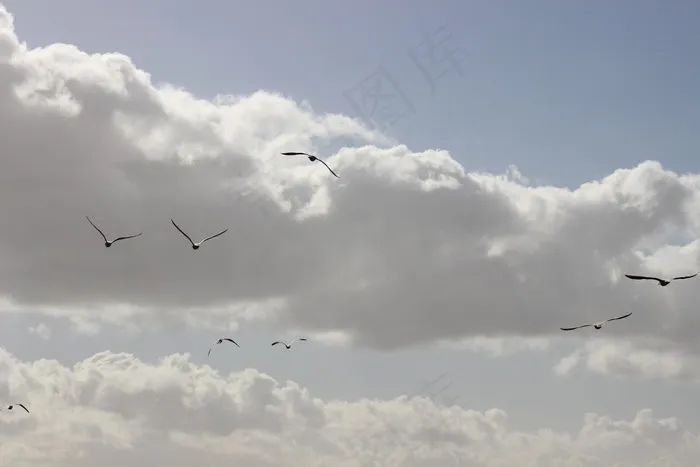 天空，鸟类，海鸥，鸟类飞行