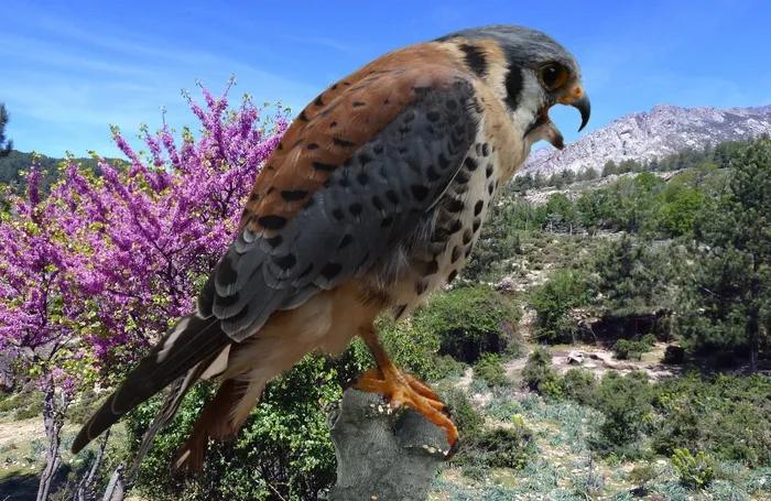 猎鹰，外滩鹰，猎鹰，狩猎，猛禽