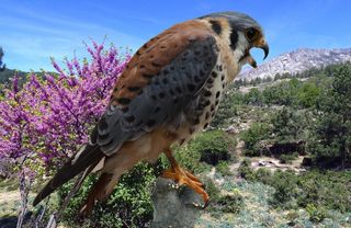 猎鹰，外滩鹰，猎鹰，狩猎，猛禽