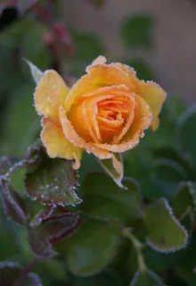 花，黄色，罗斯，弗罗斯特，冬季，植物，鲜花