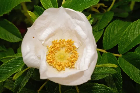 野玫瑰，布什，开花，厂，玫瑰温室
