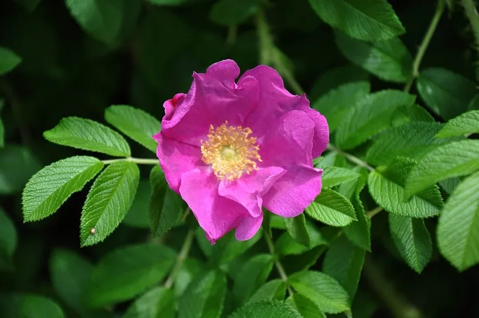 布莱恩·布什，粉红色