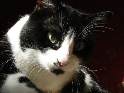 猫，猫的脸，猫的眼睛，猫的，小猫，小猫，毛茸茸