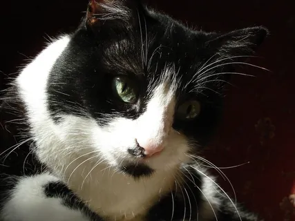 猫，猫的脸，猫的眼睛，猫的，小猫，小猫，毛茸茸