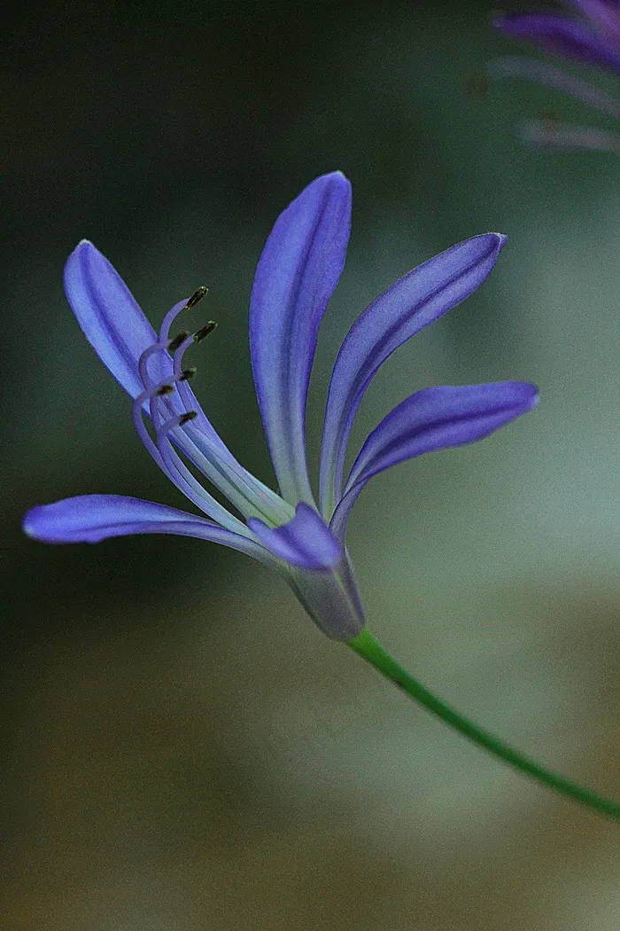 花，爱情花，花的，植物，自然，开花