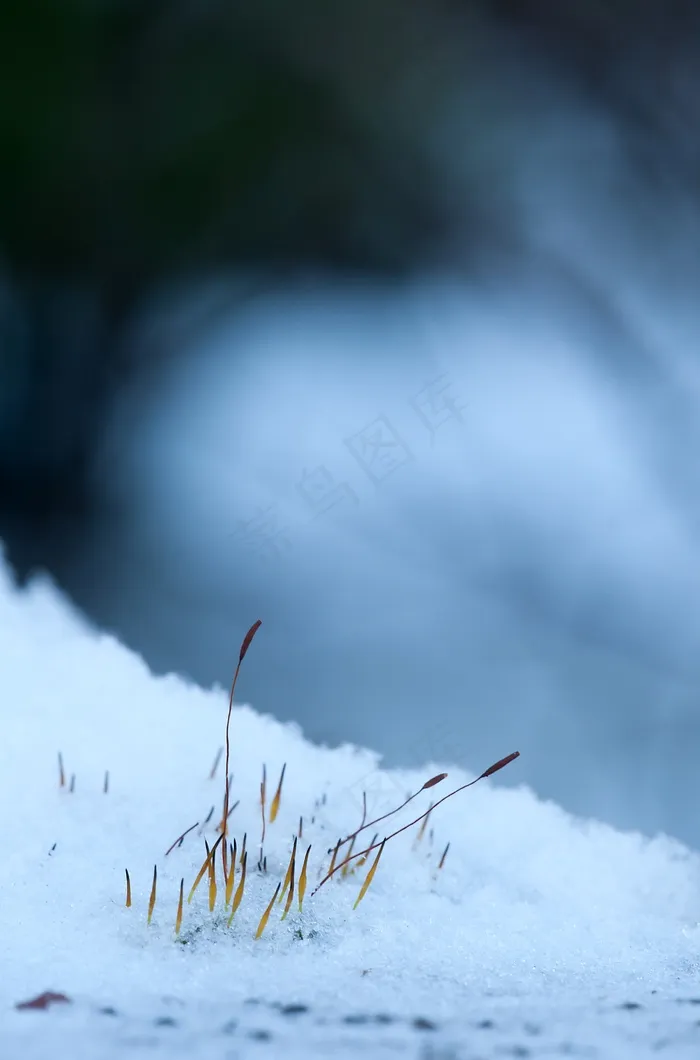 苔藓孢子，冬天，雪，冷，寒冬，雪魔术