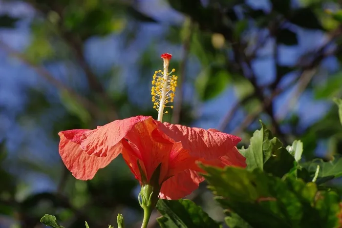 芙蓉花，开花，锦葵，锦葵科
