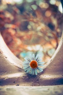 花，白花，黄色，性质，白，花园