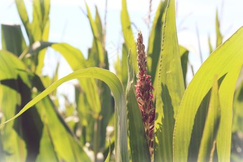 玉米，玉米田，叶子，绿色，场，植物，性质