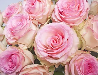 玫瑰，花，玫瑰，鲜花，粉红色