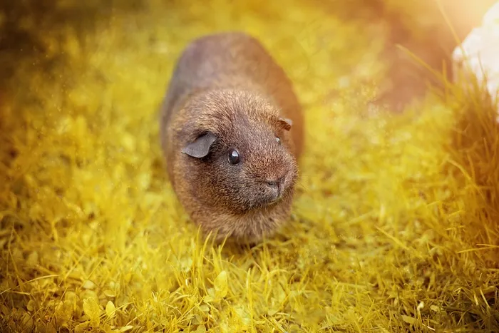 光滑的头发，豚鼠，灰色Agouti，Agouti