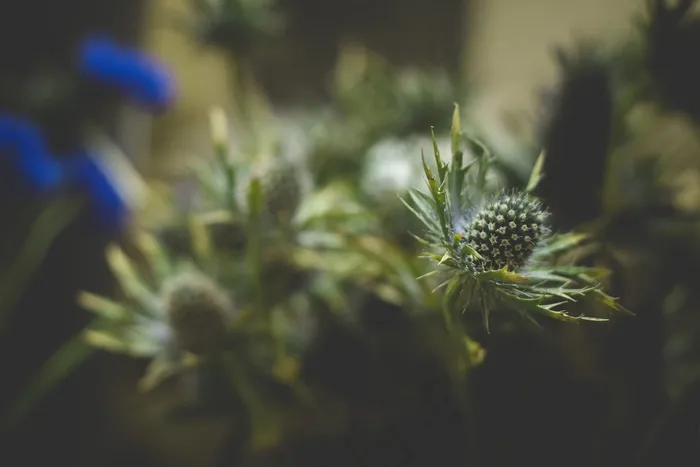 性质，植物，关闭，模糊，自然，绿色，春天