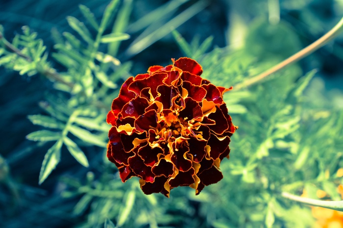 万寿菊，花，绿色，性质，植物，花园，叶子