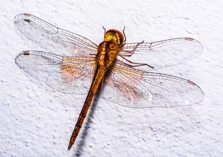蜻蜓，昆虫，动物，关闭，翼，几丁质