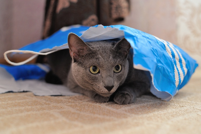 猫，动物，宠物，毛皮，蓬松猫，猫人，灰色