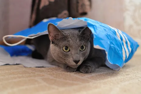 猫，动物，宠物，毛皮，蓬松猫，猫人，灰色