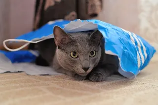 猫，动物，宠物，毛皮，蓬松猫，猫人，灰色