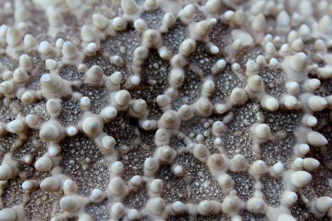 海星，宏，关闭，海洋，沧海，水，水下