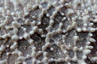 海星，宏，关闭，海洋，沧海，水，水下