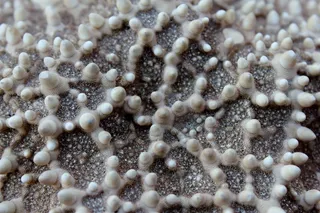 海星，宏，关闭，海洋，沧海，水，水下