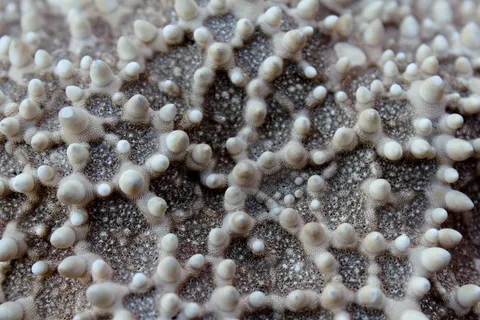 海星,宏,关闭,海洋,沧海,水,水下 海星,宏,关闭,海洋,沧海,水,水下