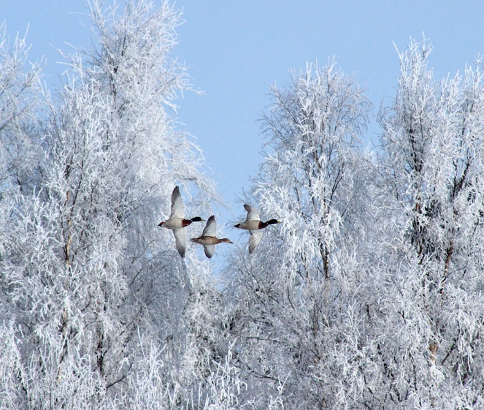 冬季，鸟，鹅，雪，冰，自然，飞行，飞行