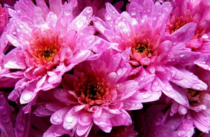 鲜花，开花，盛开，粉红色，宏，花园，植物