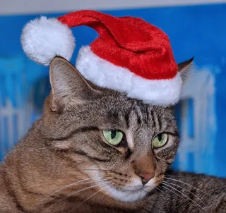 猫，尼古拉斯，家猫