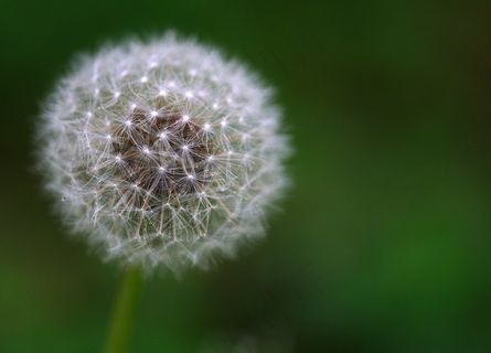 蒲公英,吸顶灯,灯,模糊图片,花卉,浪漫 蒲公英,吸顶灯,灯,模糊图片,花卉,浪漫