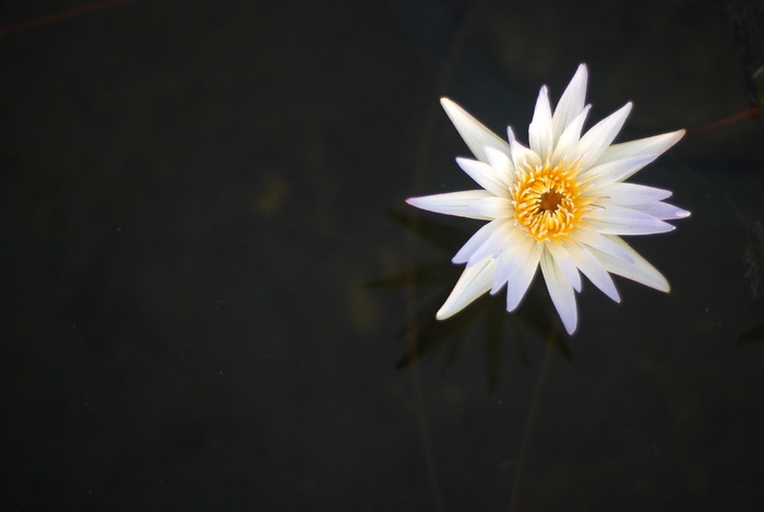 睡莲，花，性质，盛开