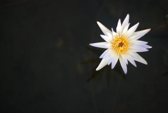 睡莲，花，性质，盛开