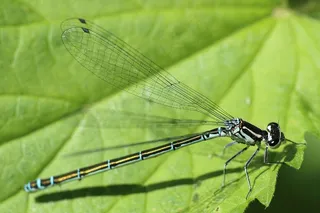 蜻蜓，昆虫，春天，初夏，太阳，叶