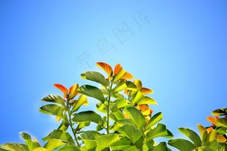 叶子，蓝天，夏天，明亮的一天，晴天