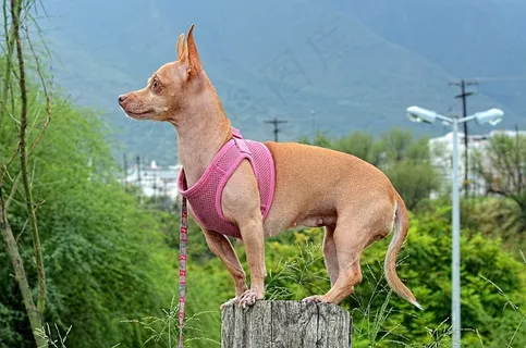 狗,吉娃娃,动物,宠物,小狗,可笑的狗,可笑 狗,吉娃娃,动物,宠物,小狗,可笑的狗,可笑