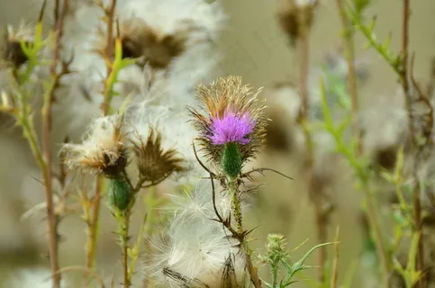 蓟，阿克蓟，爬行蓟，紫罗兰