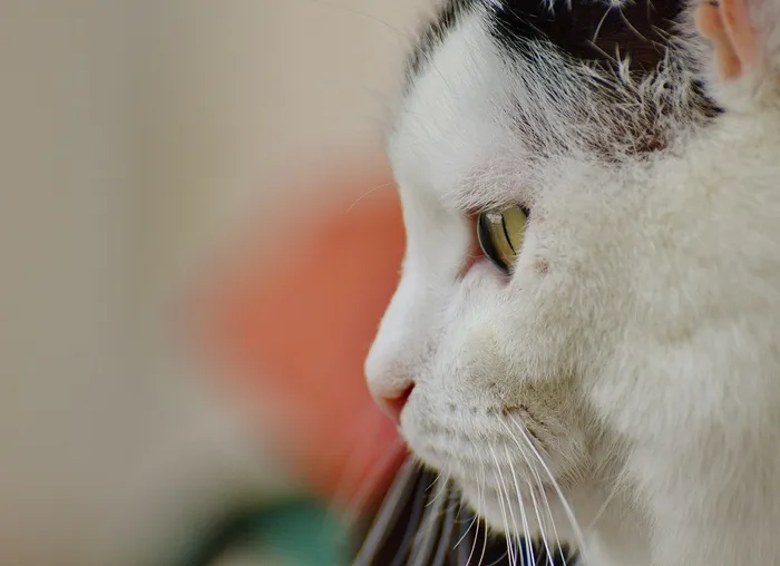猫，Mieze，家猫，动物，宠物，滑稽