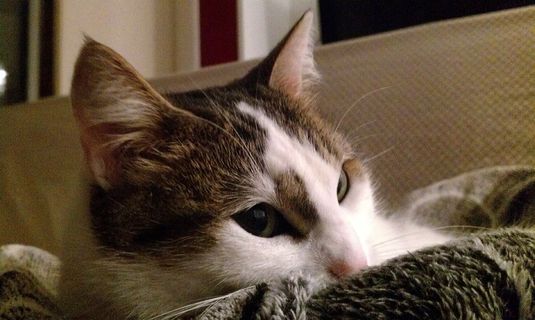 猫，小猫，猫的，宠物，家养，小猫，可爱